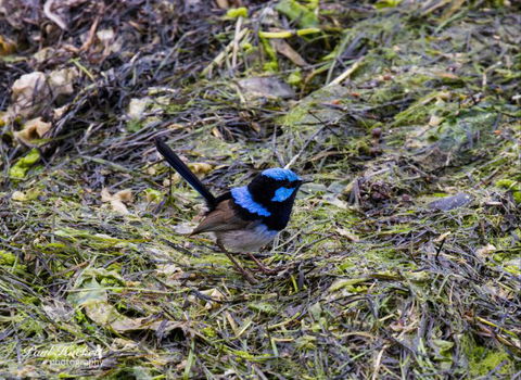 Melbourne Birding Tours - Accommodation Melbourne 7