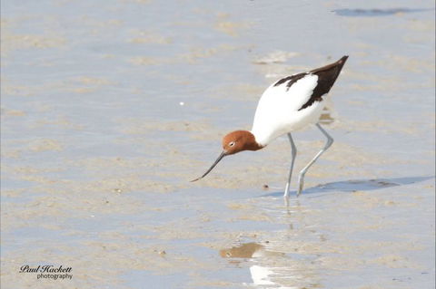 Melbourne Birding Tours - Accommodation Melbourne 14