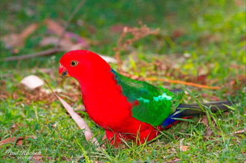 Melbourne Birding Tours - Accommodation Melbourne 19