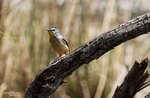Melbourne Birding Tours - Accommodation Melbourne 21