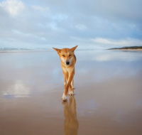 Fraser Island Adventure Tours - Accommodation Melbourne