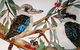 Two Birds Gallery - thumb 3
