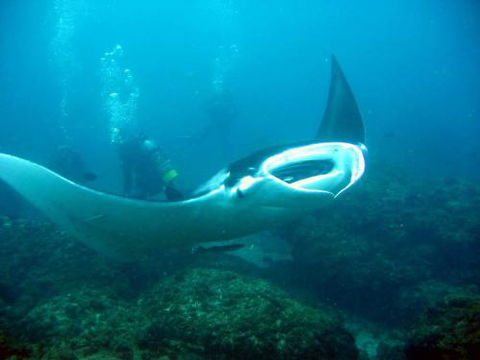 Kirra Dive “On The Tweed” - Accommodation Melbourne 3