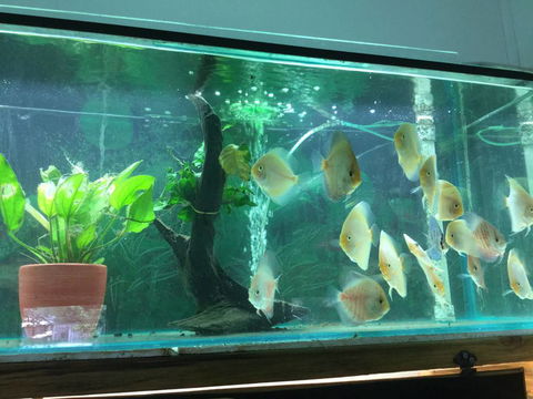 True Blue Aquariums - Accommodation Melbourne 1