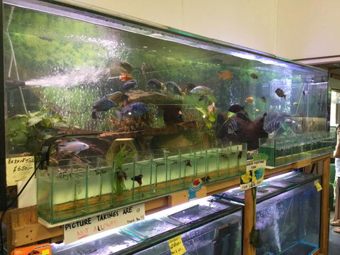 True Blue Aquariums - Accommodation Melbourne 2