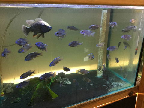 True Blue Aquariums - Accommodation Melbourne 3