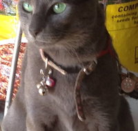 Pets and Saddles - Accommodation Melbourne