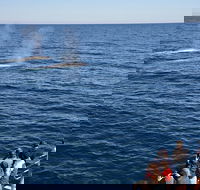 Blue Whale Perth Canyon Expedition - Accommodation Melbourne