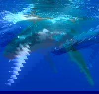 Dunsborough Whale Watching Eco Tour - Accommodation Melbourne