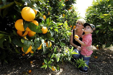 Half-Day Swan Valley Walk & Fruit Orchard - Accommodation Melbourne 1