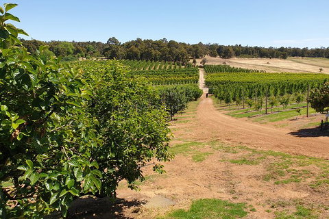 Half-Day Swan Valley Walk & Fruit Orchard - Accommodation Melbourne 7