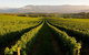 Half-Day Swan Valley Walk & Fruit Orchard - thumb 2