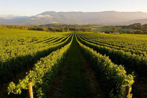 Half-Day Swan Valley Walk & Fruit Orchard - Accommodation Melbourne 2