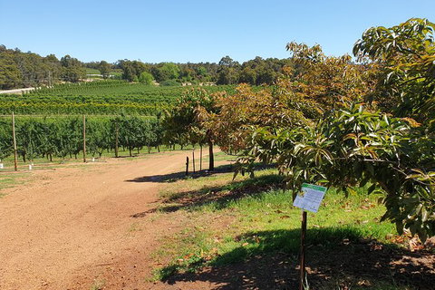 Half-Day Swan Valley Walk & Fruit Orchard - Accommodation Melbourne 8
