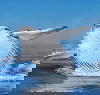 Whale Watching Dunsborough - Accommodation Melbourne