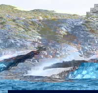 Jet Boat Whale Watching Safari from Dunsborough - Accommodation Melbourne