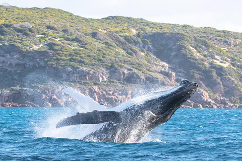Jet Boat Whale Watching Safari From Dunsborough - Accommodation Melbourne 0