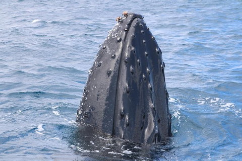 Jet Boat Whale Watching Safari From Dunsborough - Accommodation Melbourne 1