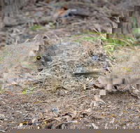 Nocturnal Wildlife Tour from Busselton or Dunsborough - Accommodation Melbourne
