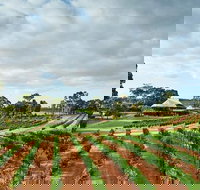 Vasse Felix Winery Tour and Tasting - Accommodation Melbourne