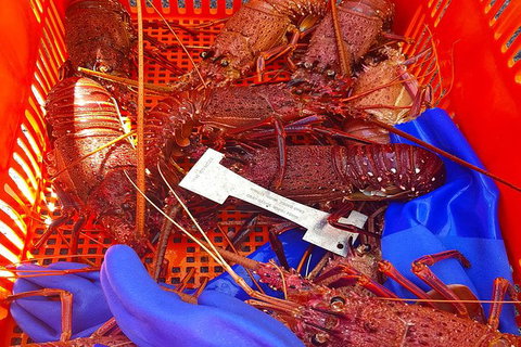 Rottnest Island Wild Seafood Package With Round Trip Ferry From Fremantle - Accommodation Melbourne 6