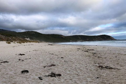Wilsons Promontory Walking And Sightseeing Tour From Phillip Island - Accommodation Melbourne 11