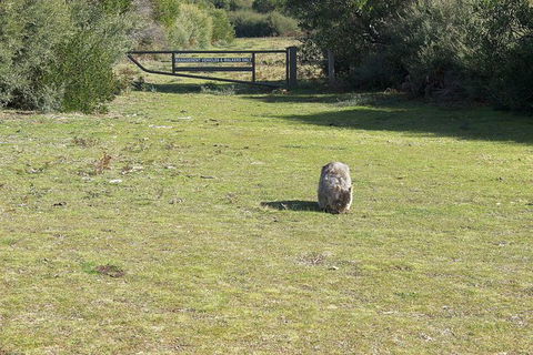 Wilsons Promontory Walking And Sightseeing Tour From Phillip Island - Accommodation Melbourne 9