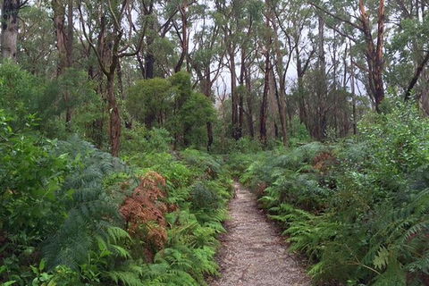 Wilsons Promontory Walking And Sightseeing Tour From Phillip Island - Accommodation Melbourne 6
