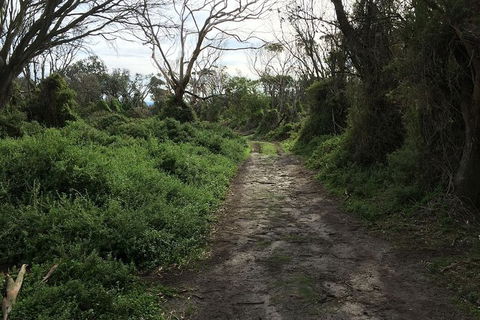 Phillip Island Walking & Bird Watching Tour - Accommodation Melbourne 10