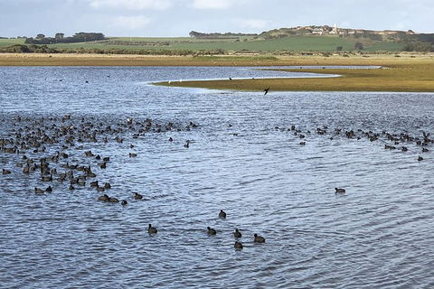 Phillip Island Walking & Bird Watching Tour - Accommodation Melbourne 6
