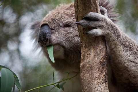 Phillip Island Koala Conservation Centre: Entry Ticket - Accommodation Melbourne 0