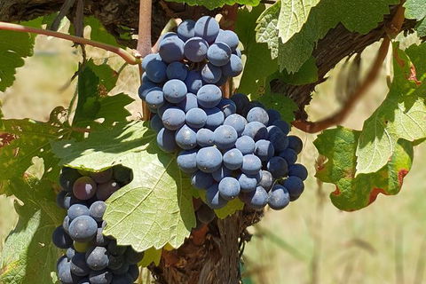 Wine Tasting Tour In The Yarra Valley - Accommodation Melbourne 1