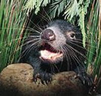Hobart Shore Excursion Half Day Bonorong Wildlife Park with Richmond Tour - Accommodation Melbourne
