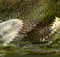 Bruny Island premium private photo-oriented day tour from Hobart - Accommodation Melbourne