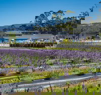 Private Tasman Peninsula Cruise Ship Tour from Port Arthur - Accommodation Melbourne