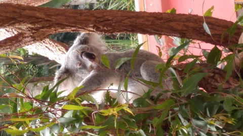 Croc Express To Australia Zoo From Brisbane - Accommodation Melbourne 3