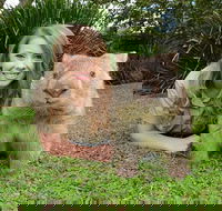 Croc Express to Australia Zoo from Brisbane - Accommodation Melbourne