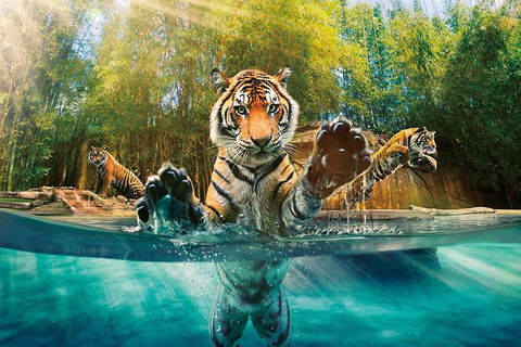 Croc Express To Australia Zoo From Brisbane - Accommodation Melbourne 11