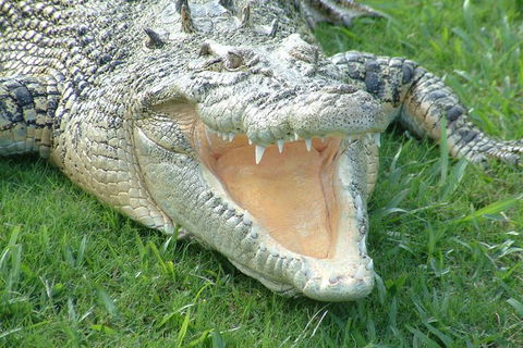 Croc Express To Australia Zoo From Brisbane - Accommodation Melbourne 10