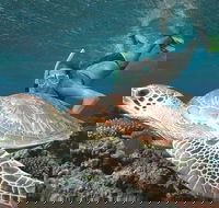 Great Barrier Reef Sailing and Snorkeling Cruise from Port Douglas - Accommodation Melbourne