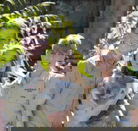 Koala Cuddle Adventure Croc 2 - Accommodation Melbourne