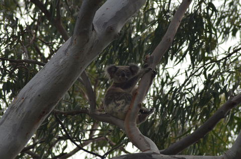 North Stradbroke Island Day Trip From Brisbane - Accommodation Melbourne 11