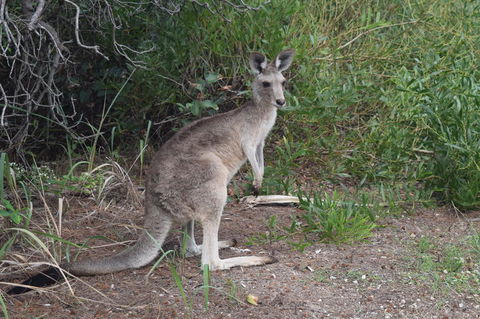 North Stradbroke Island Day Trip From Brisbane - Accommodation Melbourne 13