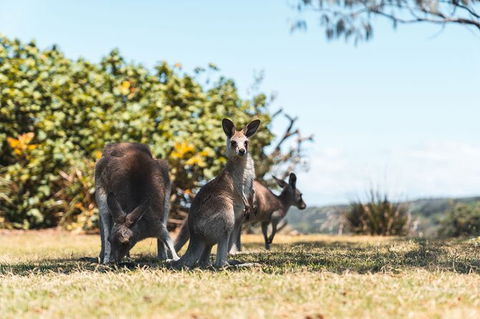 North Stradbroke Island Day Trip From Brisbane - Accommodation Melbourne 40