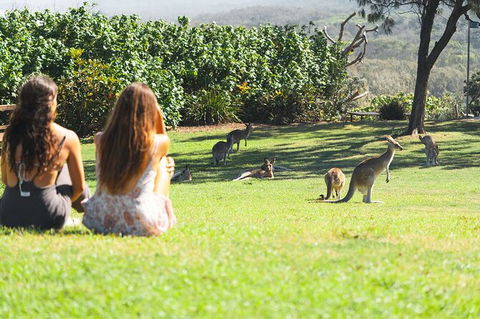 North Stradbroke Island Day Trip From Brisbane - Accommodation Melbourne 28