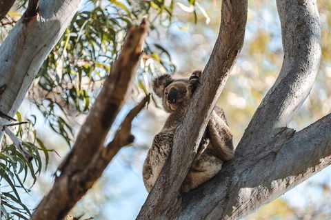 North Stradbroke Island Day Trip From Brisbane - Accommodation Melbourne 27