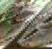 Lone Pine Koala Sanctuary Day Pass - Accommodation Melbourne