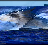 Whale Watching Cruise from Redcliffe Brisbane or the Sunshine Coast - Accommodation Melbourne