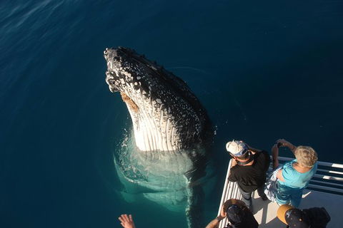 Hervey Bay Whale Watching Experience - Accommodation Melbourne 0