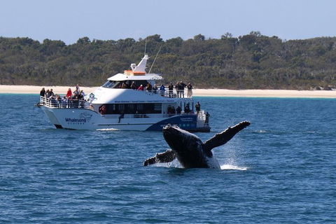 Hervey Bay Whale Watching Experience - Accommodation Melbourne 1